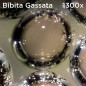 Atlantis EduScope MS729 microscop digital ocular, UXGA 1600 x 1200 pixeli, focalizare pana la 1300x digital si 800x optic