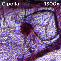 Atlantis EduScope MS729 microscop digital ocular, UXGA 1600 x 1200 pixeli, focalizare pana la 1300x digital si 800x optic