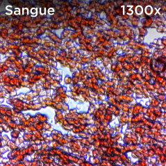 Atlantis EduScope MS729 microscop digital ocular, UXGA 1600 x 1200 pixeli, focalizare pana la 1300x digital si 800x optic