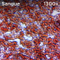 Atlantis EduScope MS729 microscop digital ocular, UXGA 1600 x 1200 pixeli, focalizare pana la 1300x digital si 800x optic